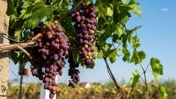 Урожай винограда на Ставрополье превысил 6 тыс. тонн