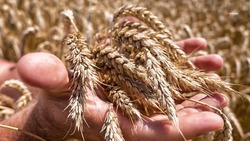 Семь миллионов тонн зерна убрано с полей – губернатор Ставрополья