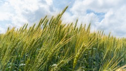 На четверть планируют нарастить производство сельхозпродукции на Ставрополье