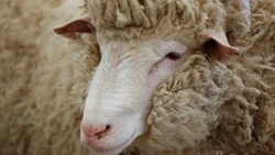 Отрасль животноводства Ставрополья отмечает высокие показатели по результатам окотной кампании
