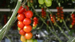 Свыше 40 тыс. томатов выращивают в солнечнодольской теплице за год