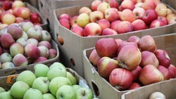 Урожай яблок вырос на Ставрополье на 14%