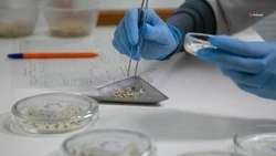 Около 98% семян заготовили к весеннему севу на Ставрополье