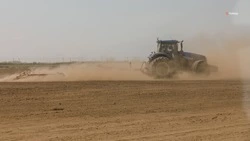 В Труновском округе приступили к сбору лука