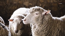Ставропольская порода овец отмечает десятилетие селекции