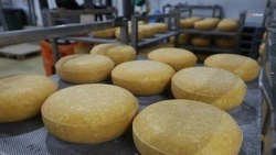 Экспорт молочной и мясной продукции нарастили на Ставрополье на 2,3%