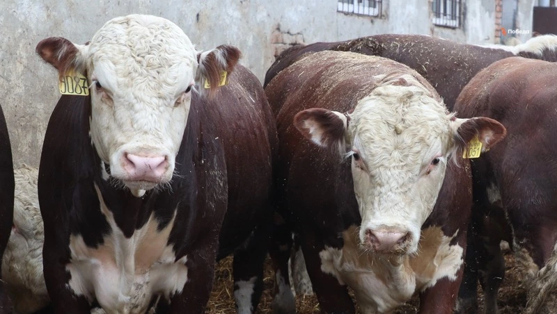 Производство продукции животноводства нарастили в Ставропольском крае