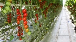 Ставропольские овощеводы закрытого грунта получили господдержку