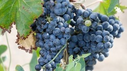 На Ставрополье увеличилось количество винодельческих фермерских хозяйств