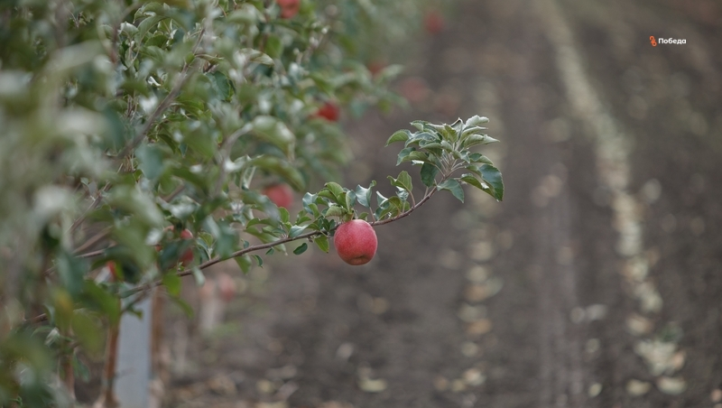 Закладка школьных садов продолжается на Ставрополье
