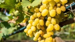 Ещё 190 га виноградников заложили на Ставрополье