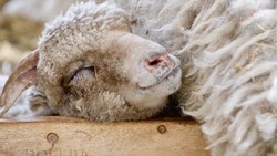 Выведением мясных пород овец занимаются генетики ставропольского вуза