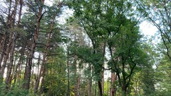 На востоке Ставрополья восстановят лесополосы