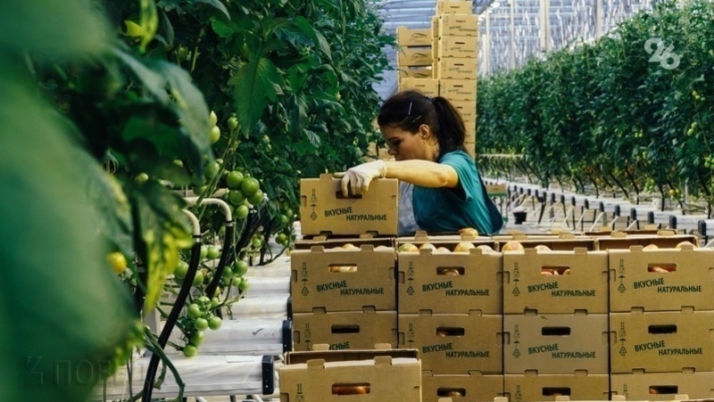 Объём сбора тепличных овощей на Ставрополье превысил 101 тыс. тонн