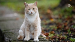 Ветеринар из Ставрополя рассказала, как правильно путешествовать с животными