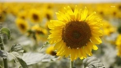 На Ставрополье выросла урожайность подсолнечника и кукурузы