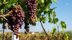 Около 20 тыс. тонн винограда собрали на Ставрополье