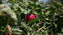 Ставрополье развивает сотрудничество с Белоруссией в сфере садоводства