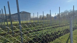 В школе Труновского округа заложили сад из 480 яблонь