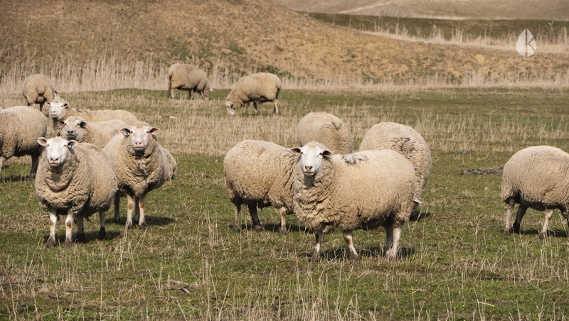 Окотная кампания завершается в хозяйствах Ставрополья