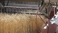 Ставропольские производители зерна получили 268 миллионов рублей федеральной господдержки