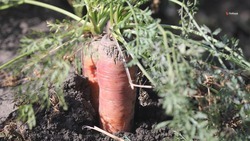 Урожайность моркови нарастили в ставропольском сельхозпредприятии 