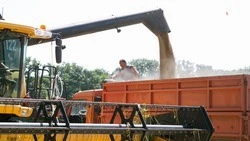 На Ставрополье приступили к уборке рапса