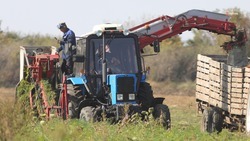 Урожай столовой свёклы на Ставрополье достиг 2 тыс. тонн