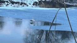 На одном из водоёмов Ставрополья заметили розового фламинго
