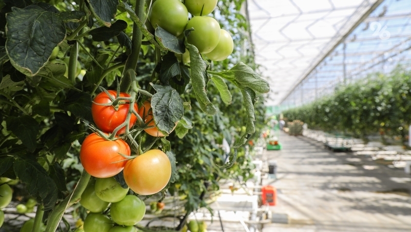 Главы Ставрополья и Омской области определили направления сотрудничества в сфере АПК