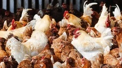 На Ставрополье произвели около 172 тысяч тонн мяса птицы