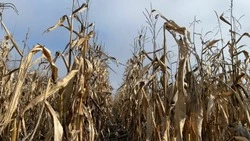 Современные технологии орошения помогли нарастить урожай кукурузы на Ставрополье