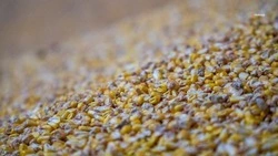 Ставропольские аграрии приступили к сбору кукурузы на зерно