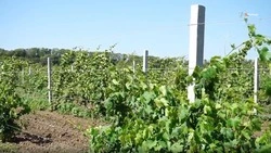 На Ставрополье приступили к отпашке виноградников 