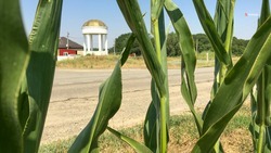 В семи округах Ставрополья приступили к уборке кукурузы на зерно