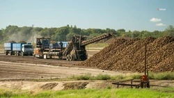 Урожайность сахарной свёклы почти в два раза выросла на Ставрополье