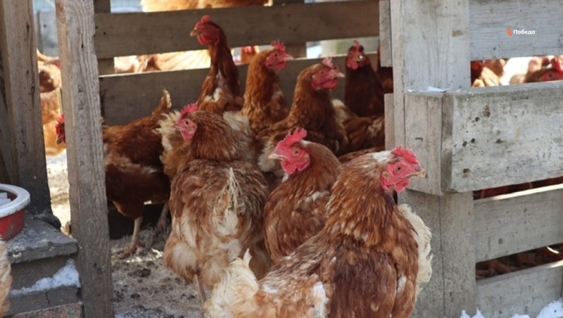 Завод по переработке мяса птицы на Ставрополье позволит открыть 65 вакансий