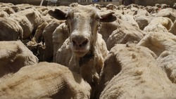 Стригальная кампания стартовала на животноводческих предприятиях Ставрополья
