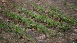 План по севу сахарной свёклы выполнили на Ставрополье на 30,7%