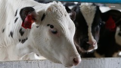 Зимовка скота в Труновском округе проходит в штатном режиме