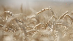 Аграрии Ставрополья засеяли озимыми зерновыми 370 тыс. га полей 