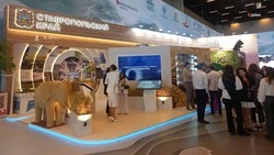 Молодёжный день КИФ-2025 собрал 1 тыс. человек на стенде Ставрополья