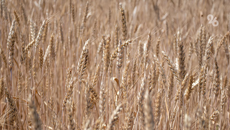 Более 9 млн тонн зерна намолотили аграрии Ставрополья в 2023 году