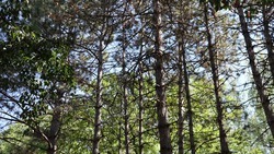 Федеральный природный заказник создадут на границе Ставропольского края и КБР