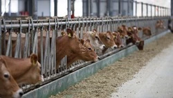 Субсидии компенсировали до 60% затрат животноводов Ставрополья
