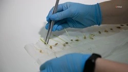 Более 8 тыс. семян для осеннего сева проверили на Ставрополье