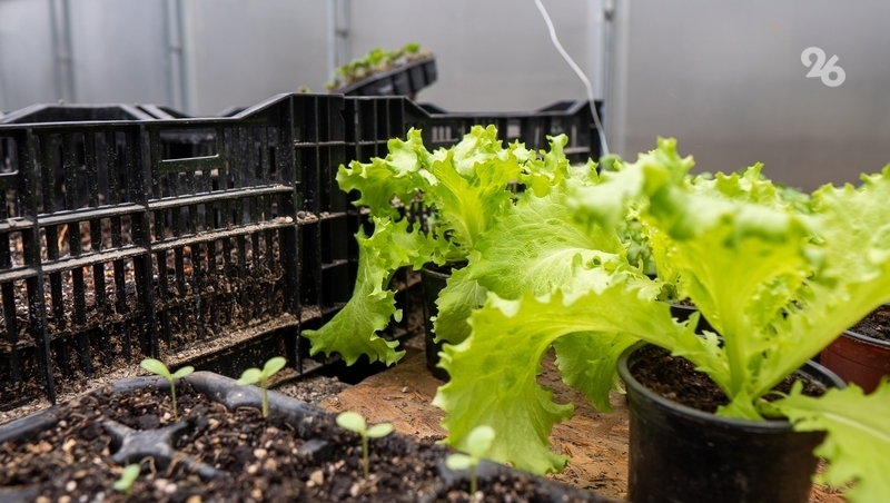 Теплицу для тюльпанов и зелени открыла семья со Ставрополья благодаря господдержке