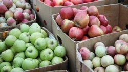 Новые суперинтенсивные сады появляются на Ставрополье благодаря краевой программе