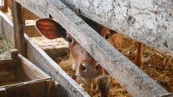 Ставропольские производители крупного рогатого скота получат дополнительную поддержку