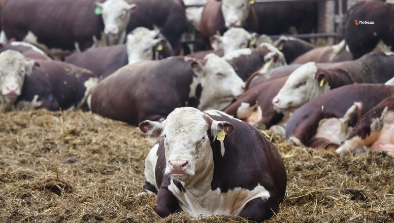 Почти 580 тыс. личных подсобных хозяйств действуют на Ставрополье